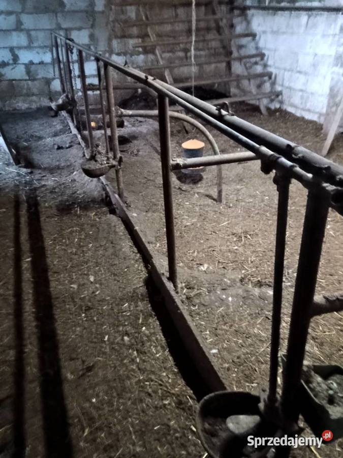 Stanowisko bydla Czysta Dębina
