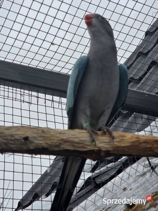 Księżniczka walli samiec