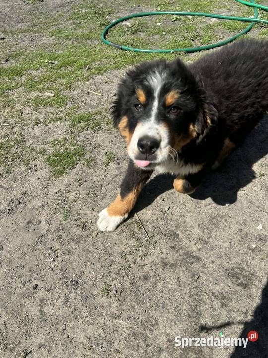 Berneński Pies Pasterski Kalisz