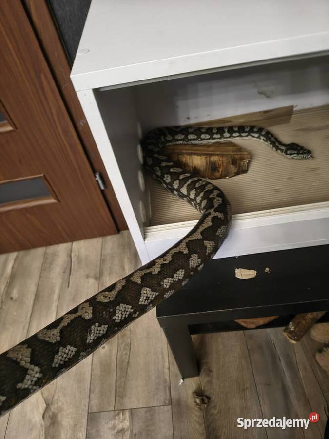 Morelia Spilota Variegata Samica Radlin sprzedam