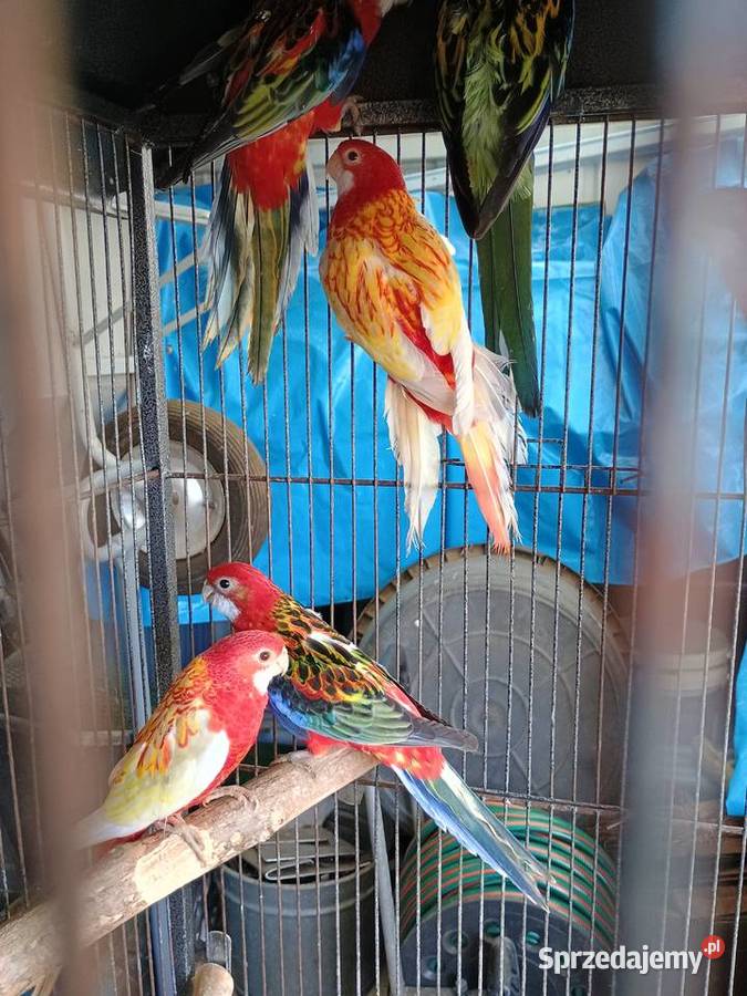 Rozelle białolice Łask