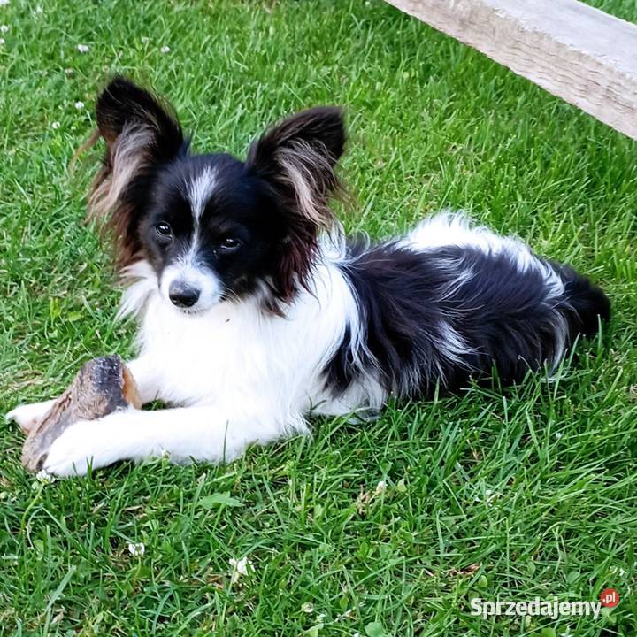 Spaniel Miniaturowy Kontynentalny Papillon