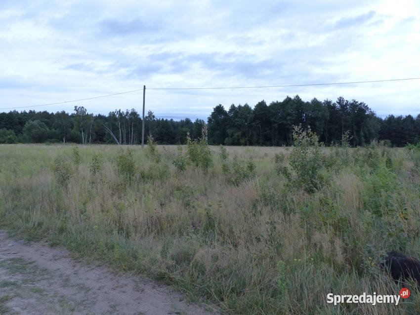 Działki rolnobudowlane k Płocka Lipna 3zł/m2 kujawsko-pomorskie Małomin sprzedam
