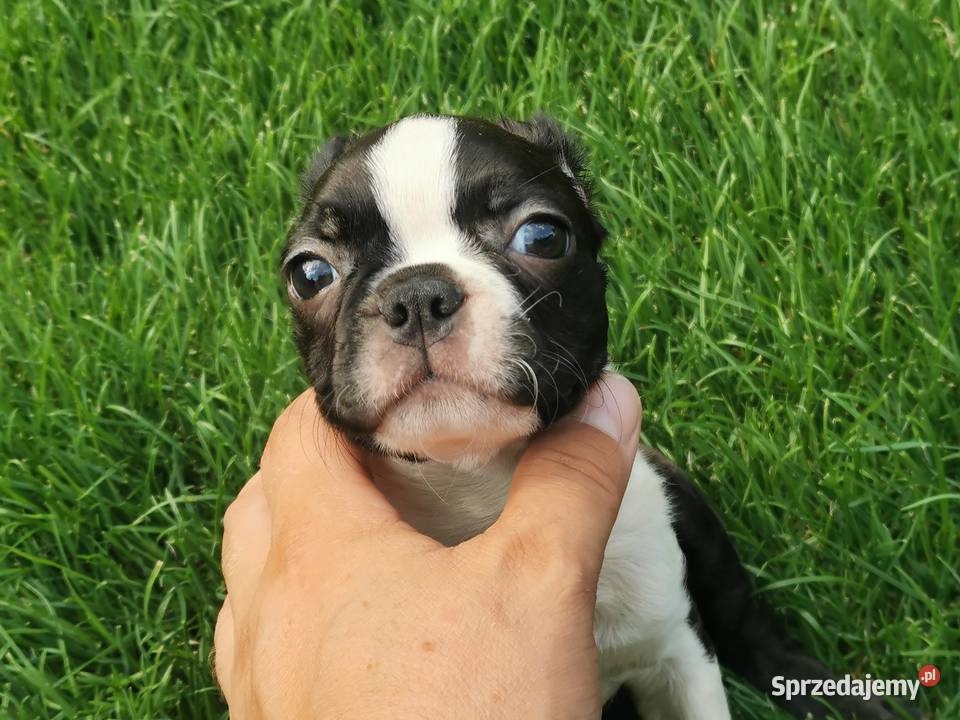 Pies Suczka Boston Terrier Szczeniak 2 wielkopolskie Grodzisk Wielkopolski