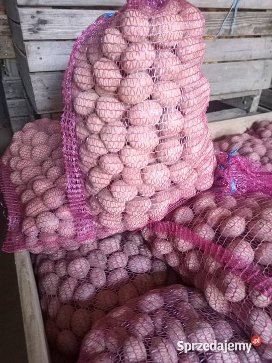 Ziemniaki kaliber 3055 odmiany Belaroza Wineta Wieluń