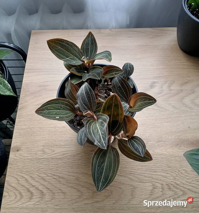 Ludisia discolor Hemaria ludisja storczyk jewel śląskie Częstochowa