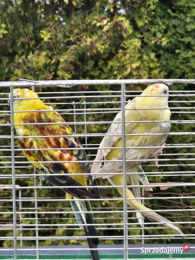 ŚWIERGOTKI SELEDYNOWE Ptaki śląskie Stary Broniszew