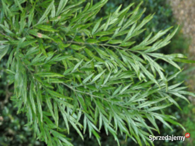 GREWILLA MOCNA Grevillea robusta NASIONA 100g Lubanie