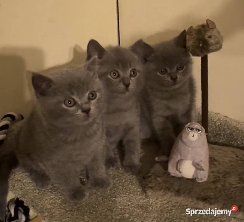 Kocięta brytyjskie Kraków