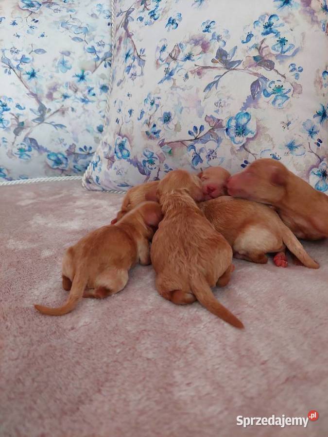 Pudel Pudelek miniaturka płowe Olkusz