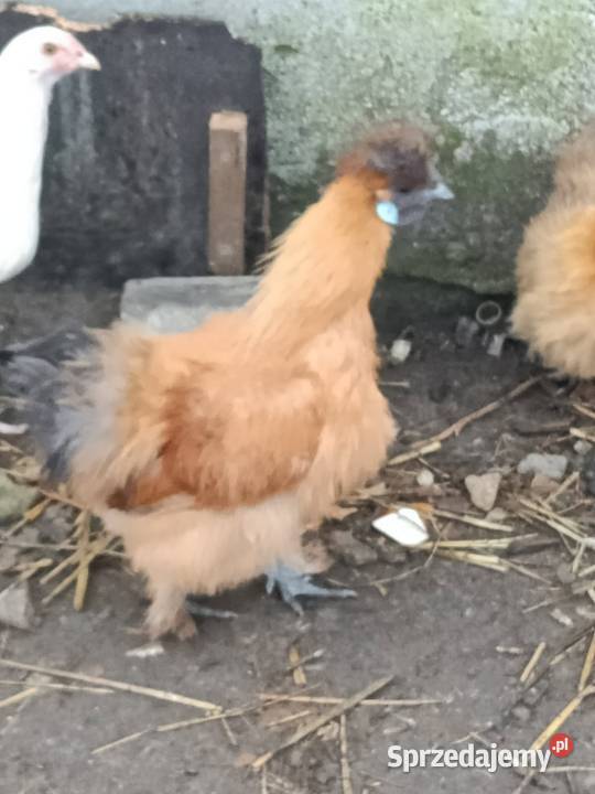 Sprzedam koguta silke Pleszew