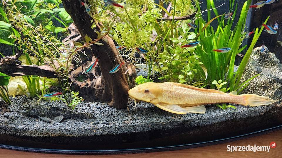 Samica zbrojniki 37 Ryby Toszek