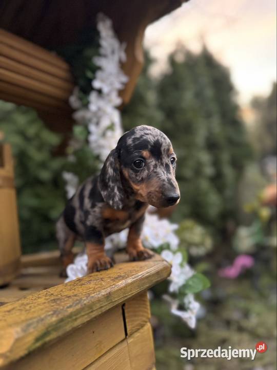 Cudowny Piesek jamnik miniaturowy blue merle z Warszawa