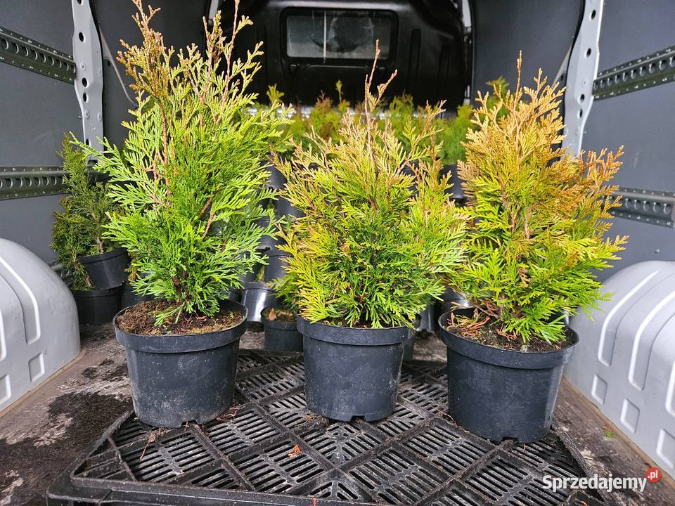 Tuja Kórnik w doniczkach na żywopłot Proszowice