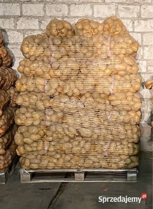 Sprzedam ziemniaki odmiany Tajfun w kalibrażu 50 Rośliny okopowe Wieluń