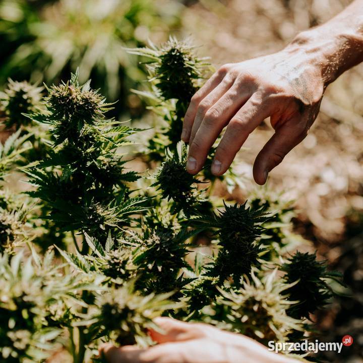 Olejek CBDCBG 55 GOLD OIL śląskie Bielsko-Biała