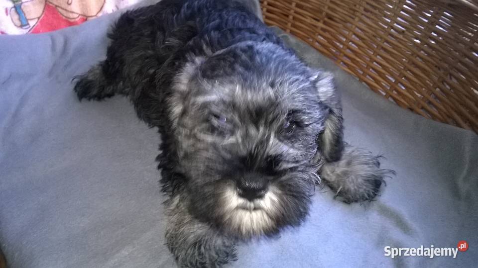 sznaucer miniaturowy Lubień Kujawski sprzedam