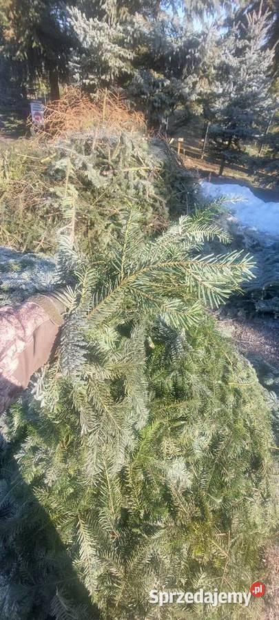 Drobne gałązki Stroisz Jodła pospolita mazowieckie Osuchów