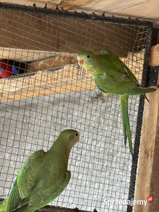 Sprzedam parę Baraband małopolskie Kraków sprzedam