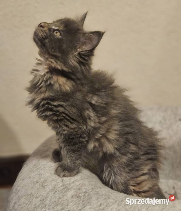 Niebieska Szylkretka Kotka Maine Coon FPL Będzin