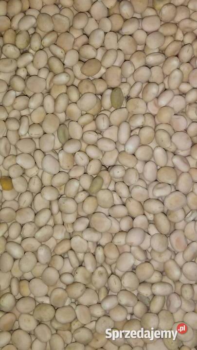 Sprzedam łubin gorzki wąskolistny Jasło