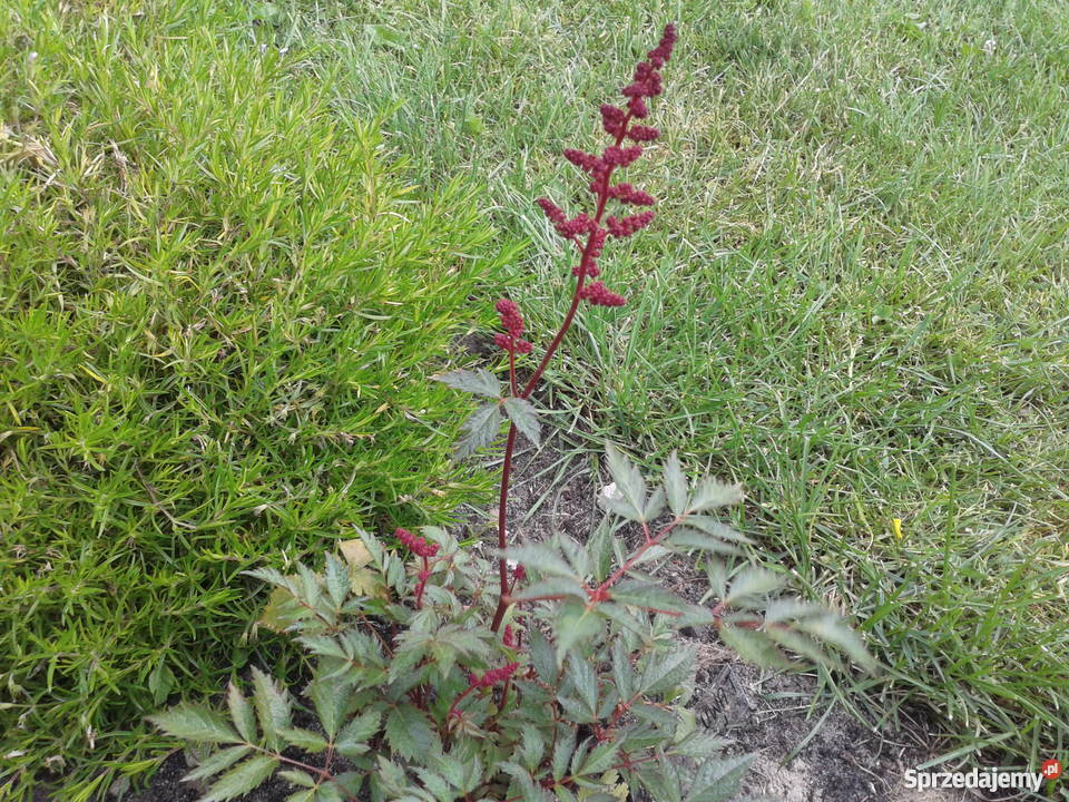Sadzonki roślin ozdobnych Kozłówka