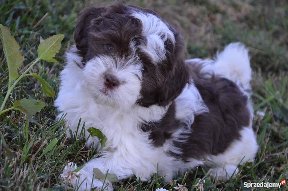 HAWAŃCZYK suczka Otelia w oryginalnym kolorze Ostrzeszów