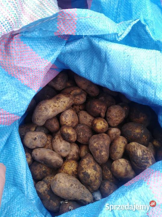 Sprzedam ziemniaki odpadowe lubelskie Chełm