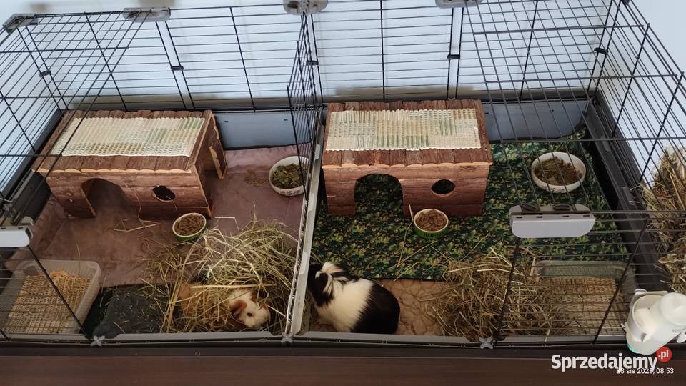 klatka modułowa swinek morskich Katowice