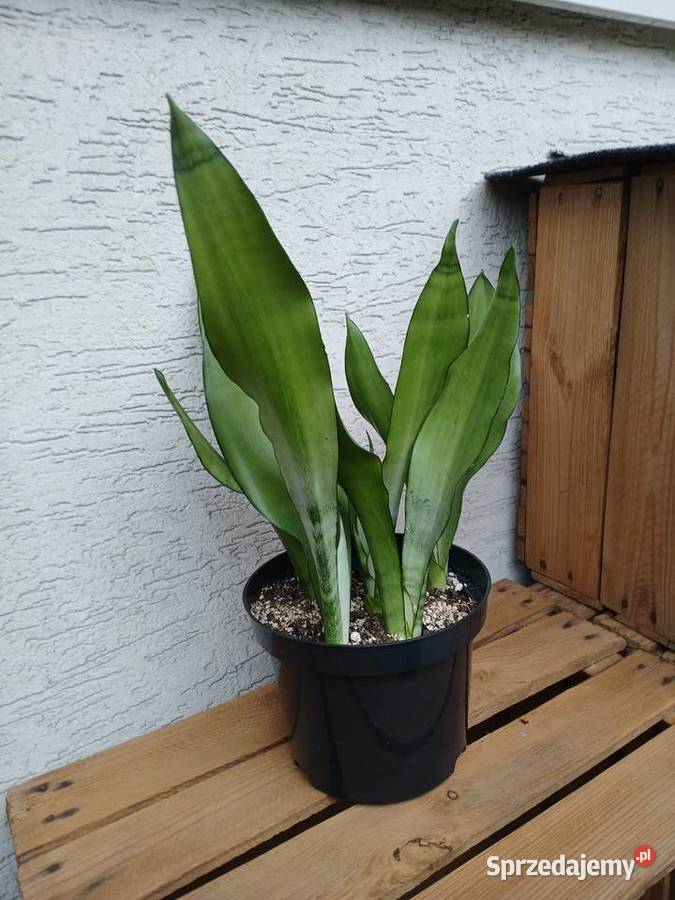 Sansewieria moonshine sansevieria trifasciata Kaktusy i sukulenty Częstochowa