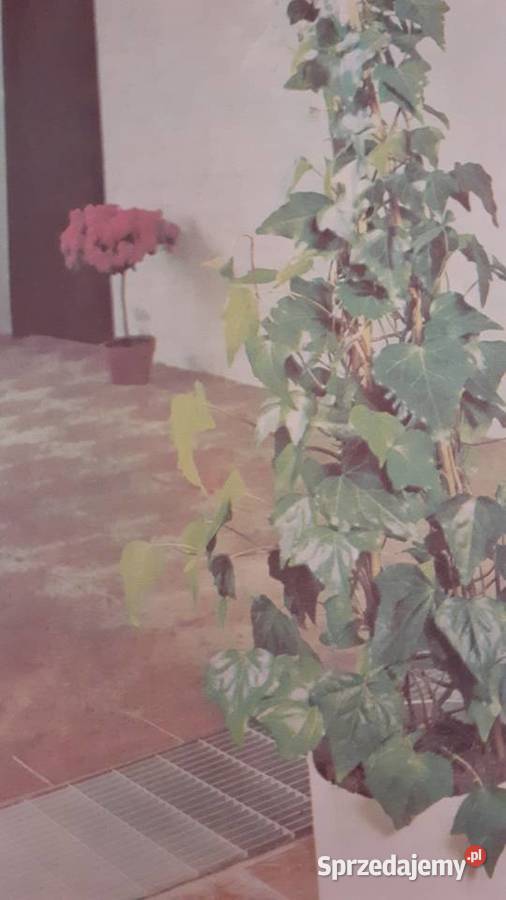 Mieszkamy wśród kwiatów Szczecin