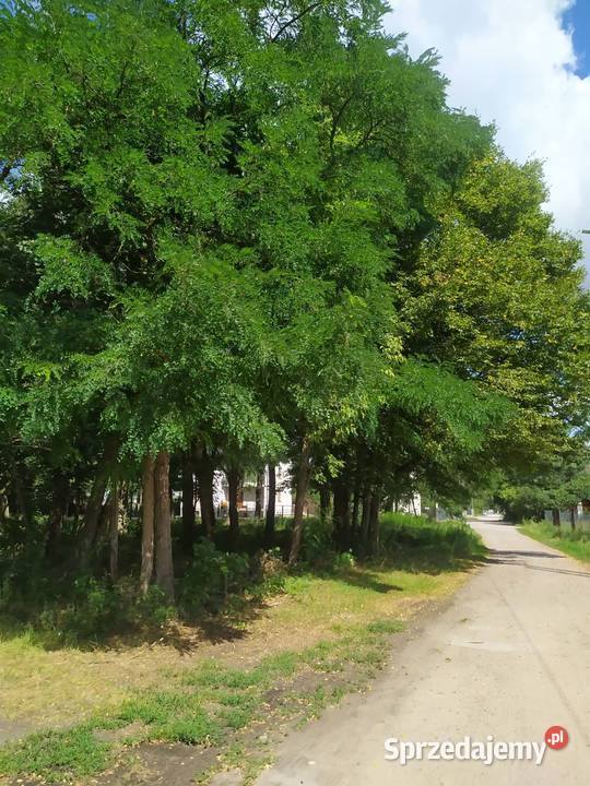 60 Drzewo na pniu Grube do 300 obwodu Akacja