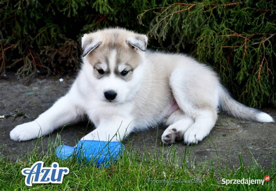 Syberian Husky ZkwP FCI śląskie sprzedam