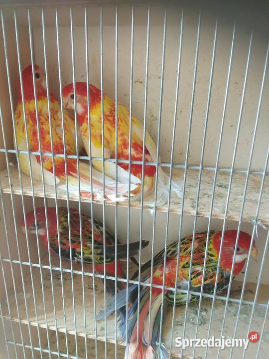 Nimfy białogłowe Rybnik sprzedam