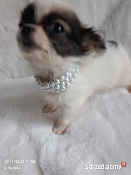 Chihuahua xxs chłopiec samiec dlugowlosy kujawsko-pomorskie Inowrocław sprzedam