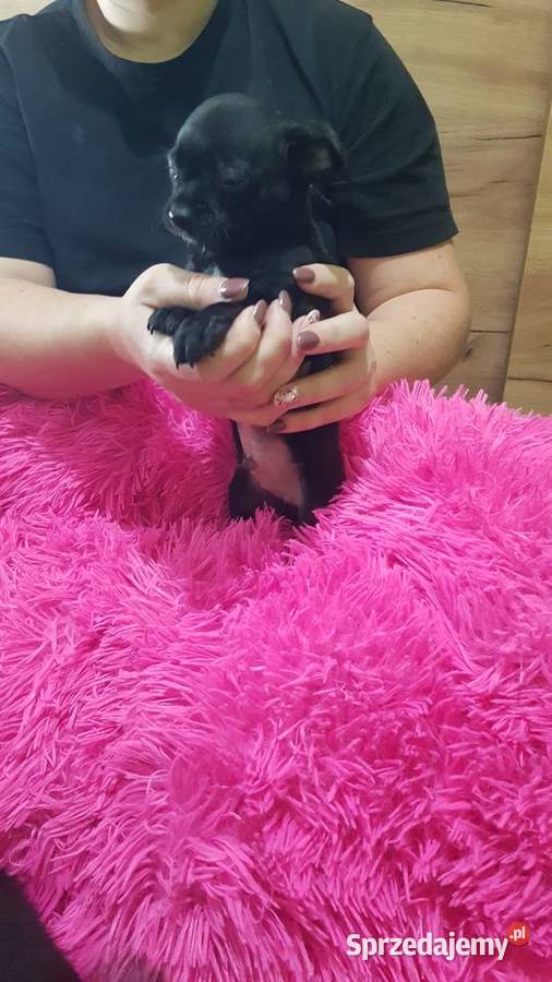 Śliczny piesek pinczer Legionowo