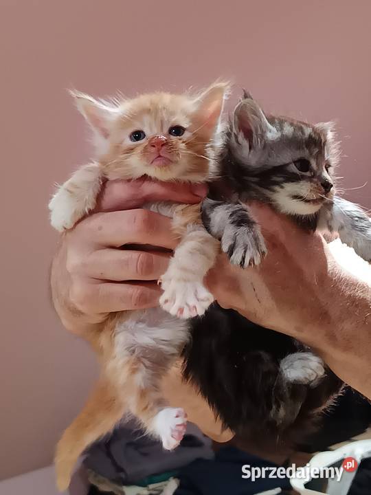 Śliczne kocięta Maine coon z rodowodem