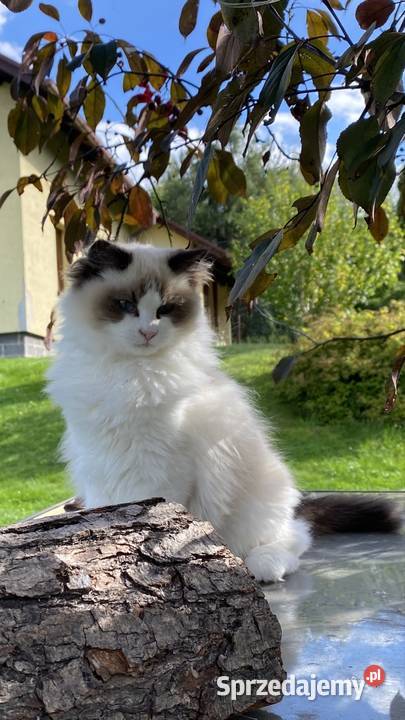 5 miesięczny kocurek kastrat ragdoll FPL Warszawa