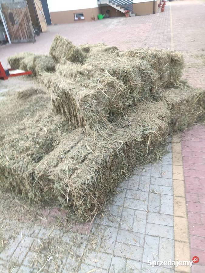 Siano pierwszy pokos w kostkach Iłża