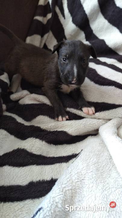 Szczeniaki Bulterier Standard łódzkie Jeziory