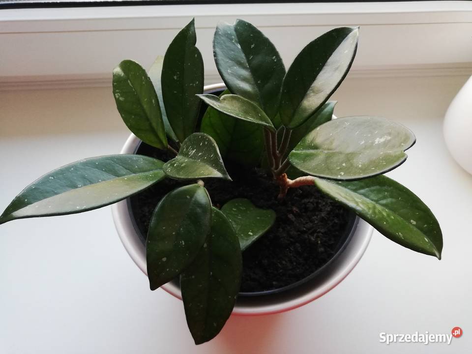 Hoya carnosa biała posadzona hoja hoia Kwitnące Dom i Ogród