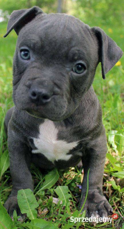 Przepiekna Amstaffy lubelskie