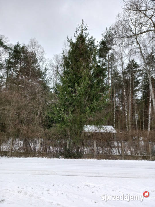 Działka leśna idealna na rekreację