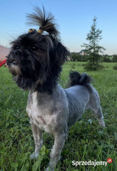 Lhasa apso suczka do hodowli Kęty sprzedam