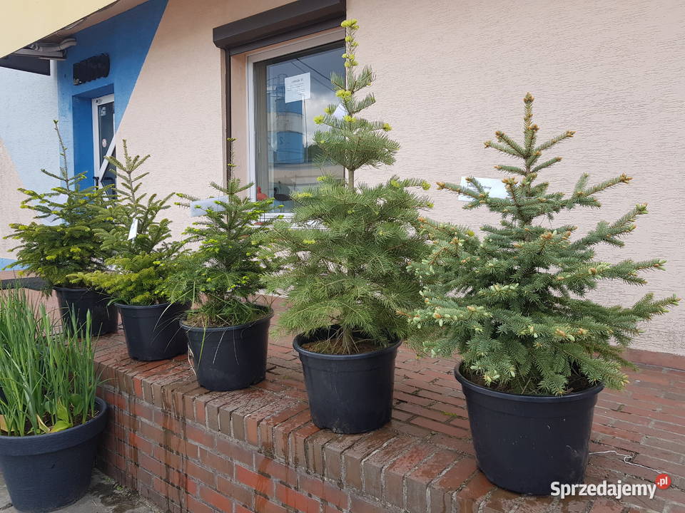 choinki świerki jodły kalifornijskie szlachetne Dom i Ogród Turawa