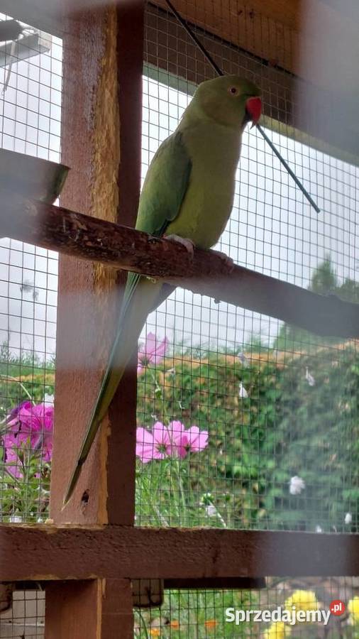 Aleksandretta Obrożna Para Lęgowa