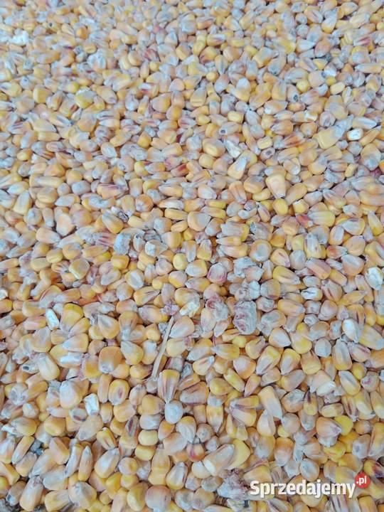 Kukurydza sucha polska śrutowania cała mieszanki Godziszów sprzedam