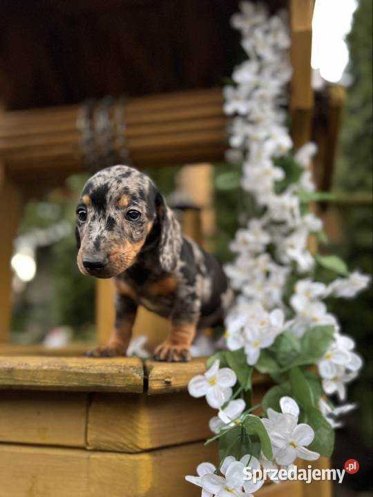 Cudowny Piesek jamnik miniaturowy blue merle z Warszawa