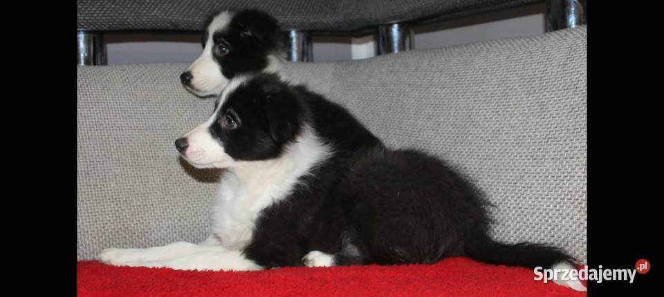 Sprzedam śliczne szczeniaki Border collie małopolskie Radwan