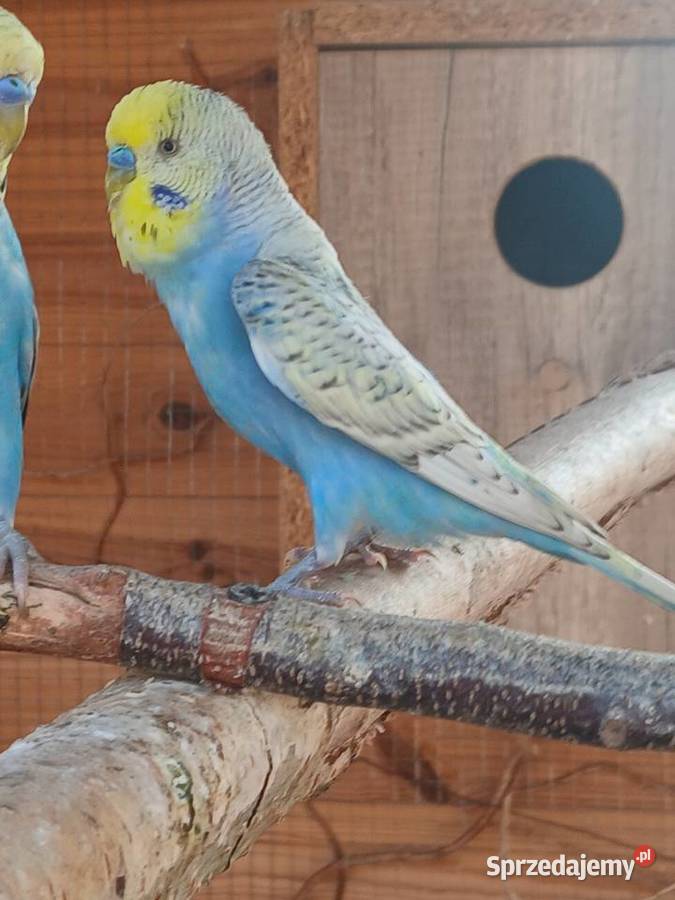 Papugi faliste kolorowe młode mazowieckie Zgórze sprzedam